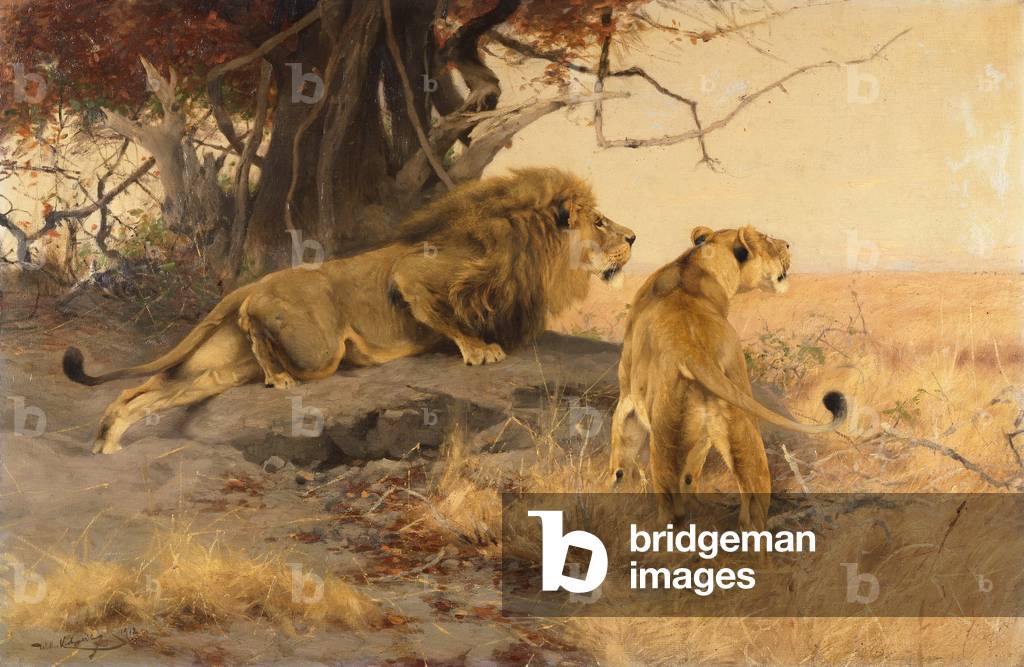 Un leone e una leonessa nella savana, 1912 (olio su tela)