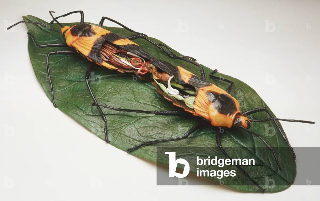 Cross-section model of two mating milkweed bugs on leaf showing sexual organs.