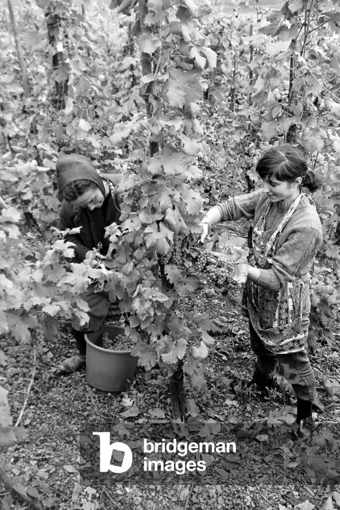 "Viticoltori che raccolgono l'uva vicino al villaggio di Bremm sul fiume Mosella" 1968
