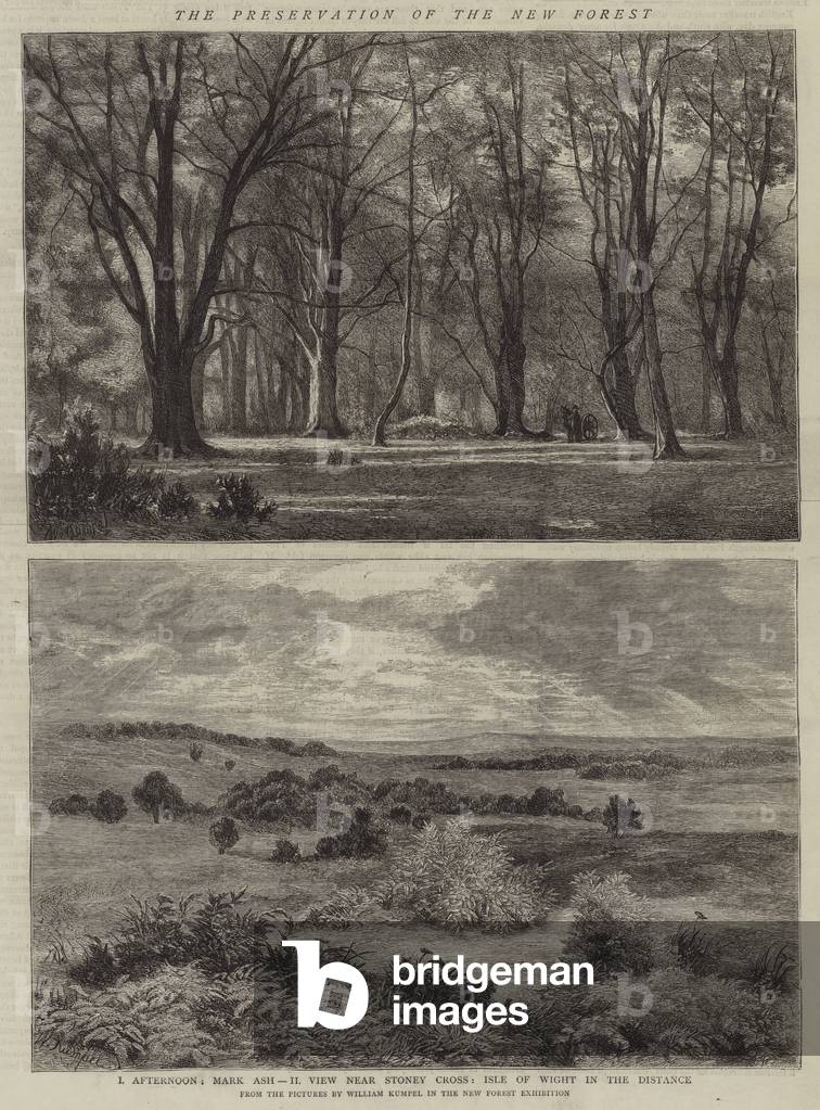 "la conservazione del nuovo foresta (incisione)" di English School, b/w