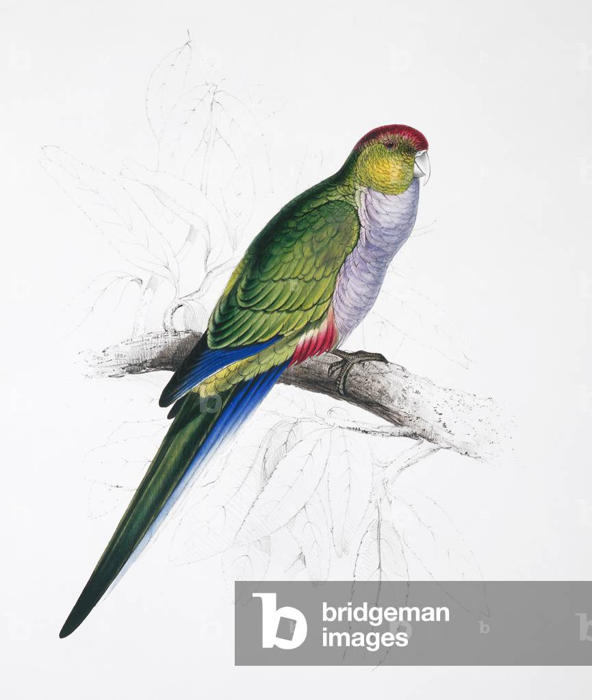 Image of Print depicting Purpureicephalus spurius by Edward Lear
