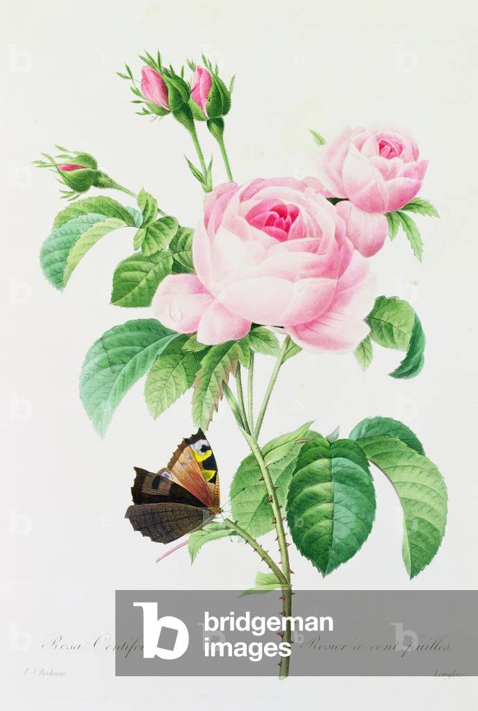 Rosa Centifola (incisione a colori)