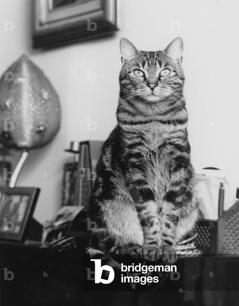 Bild von Fotografie "Cat (s/w-Foto)" von Louis Monier
