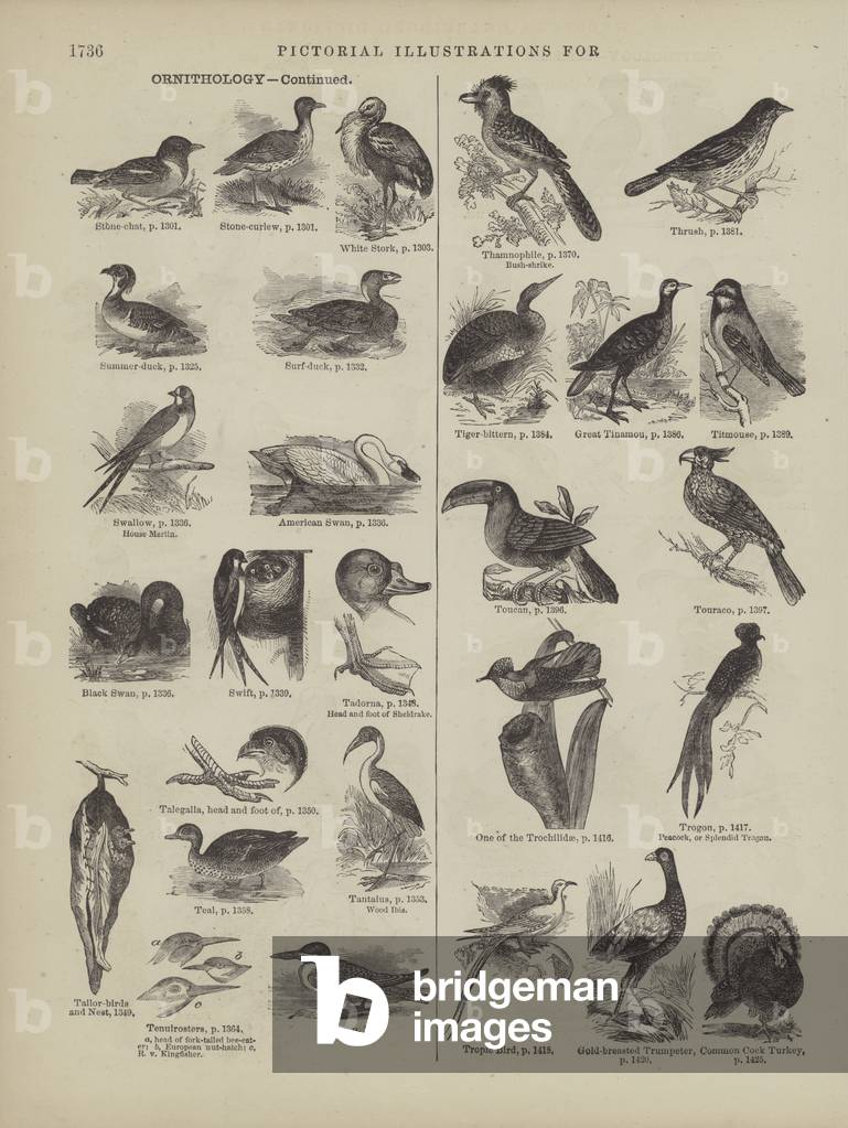 Seite aus Webster's Complete Dictionary (George Bell, 1877). (Gravur)