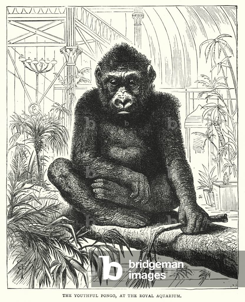 "Der jugendliche Pongo" von English School, b/w