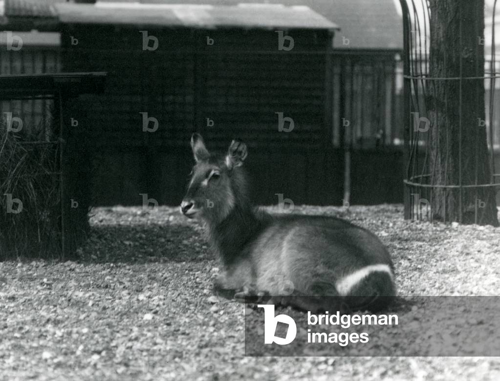 Eine weibliche Waterbuck, Kobus ellipsiprymnus, sitzt in ihrem Gehege in London Zoo, Juni 1924 (s/w Foto)