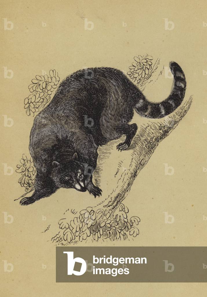 Waschbär (Farblitho)