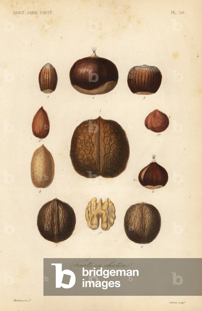 "Frutta a guscio" 1801 di Louis Joseph Edouard Maubert, b/w