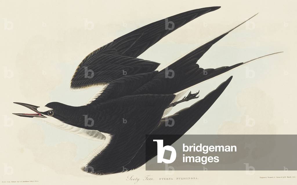 "Sterna fuscata" 1827 von John James Audubon