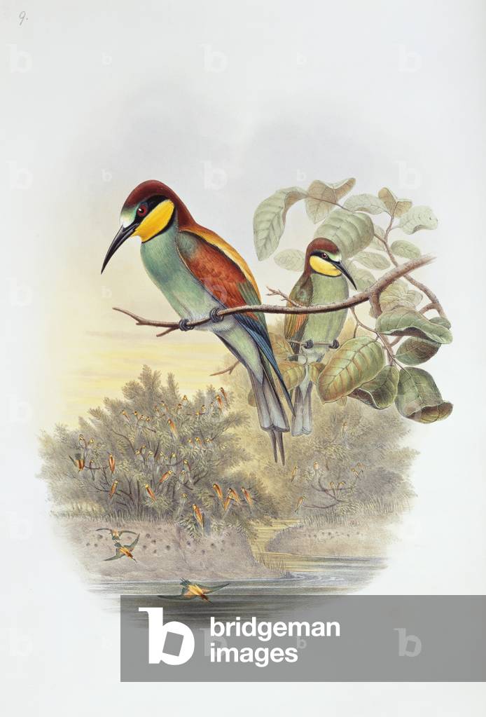 Bild von Zeichnung "Merops apiaster" von John Gould