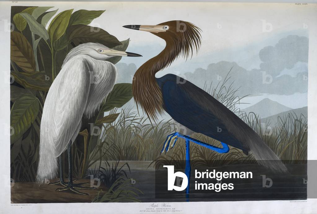 Lila Reiher. Erwachsener voller Feder Gefieder. Junge zwei Jahre alt im Frühling plumage.