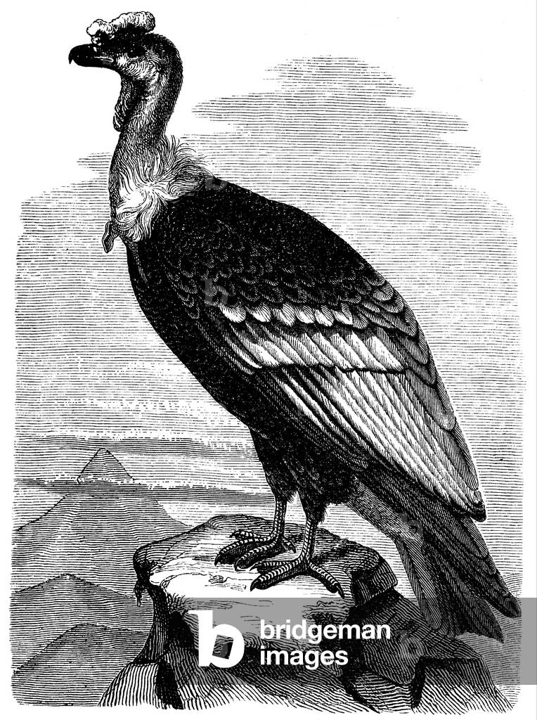 Bild von Gravur "Condor", b/w