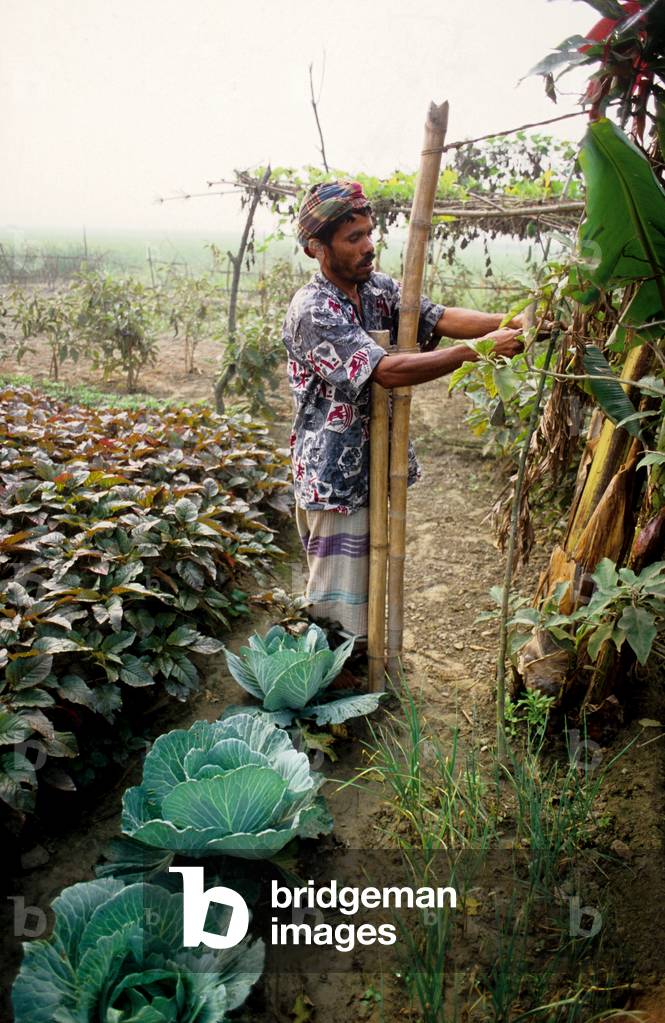 Immagine di Fotografia "Nayakrishi (nuova agricoltura) contadino Nazrul Islam che si prende cura del suo orto 
