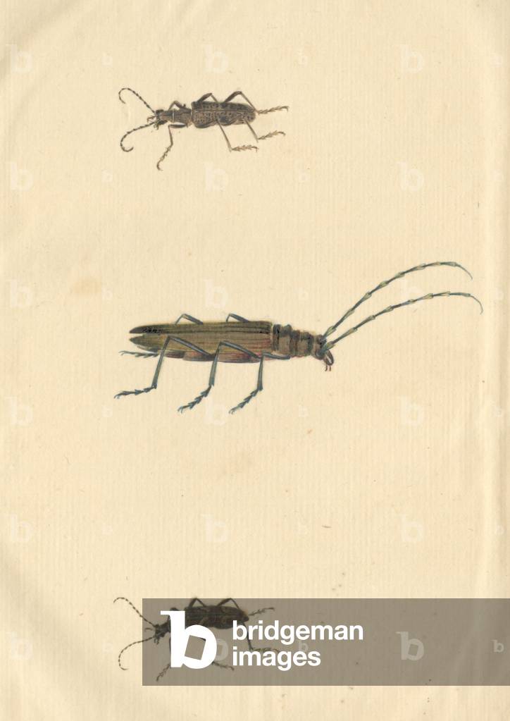 Inglese Insetti illustrazione di coleotteri Longhorn di James Barbut