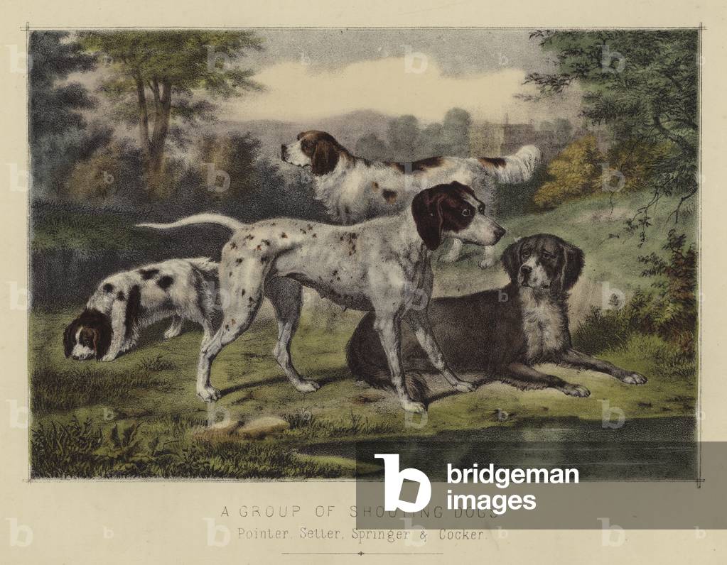 "Eine Gruppe von Shooting Dogs (Farbe litho)" 1801 von English School