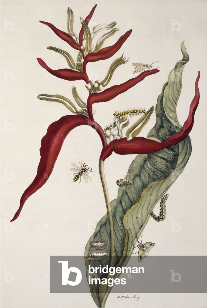 "Insekten von Surinam"