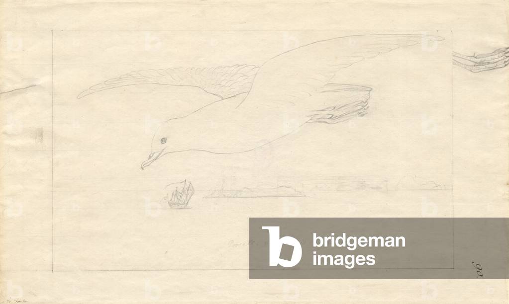Immagine di Disegno "Pagodroma nivea", b/w