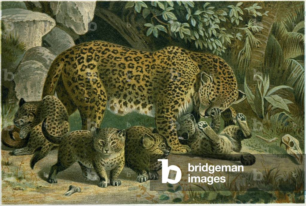 Leopard