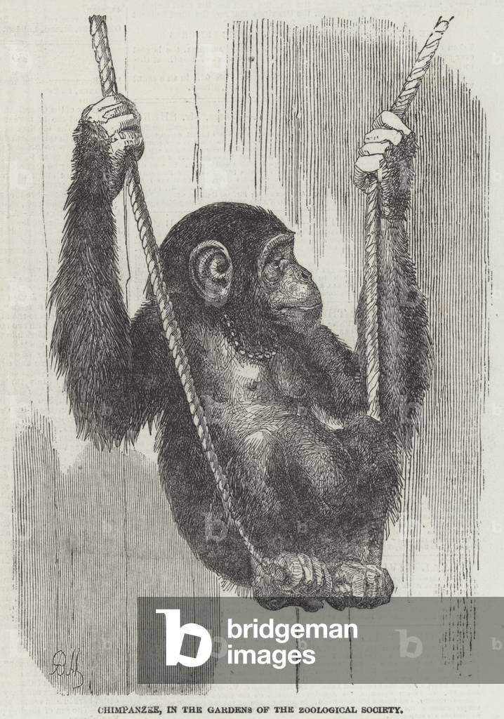 Scimpanzé, nei Giardini della Società Zoologica (incisione)