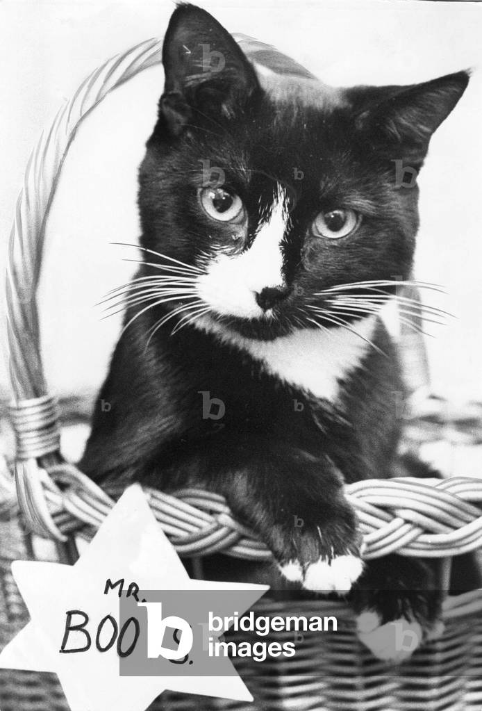 Image of mir00177737