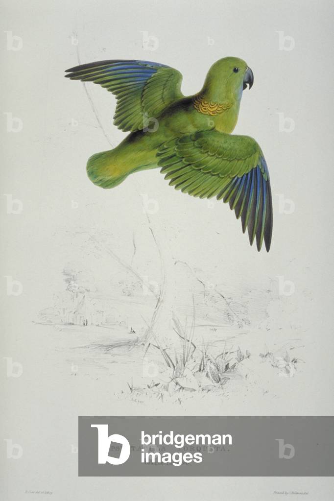 Bild von Druck "Psittacula kramei" von Edward Lear, b/w