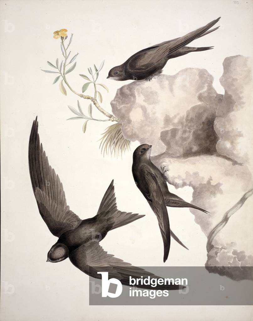 Image of Print depicting Apus apus by William MacGillivray