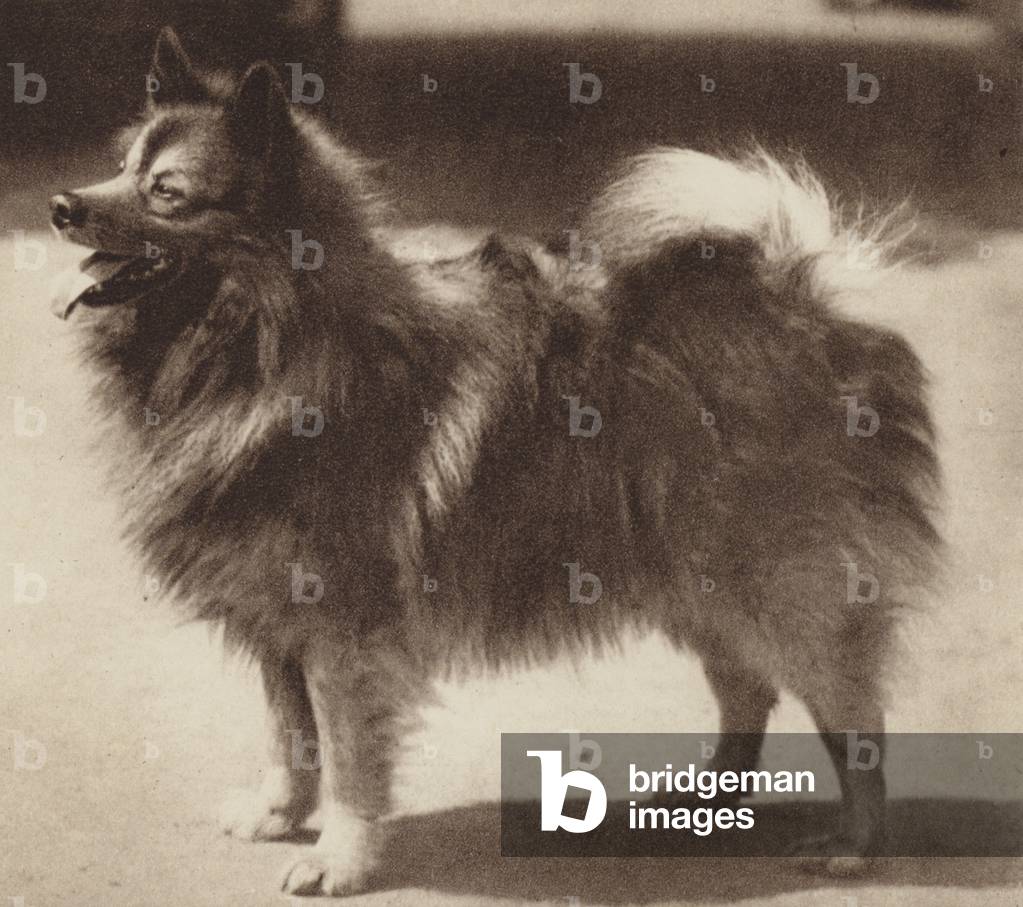 Cani: The Keeshonde (foto in b/n)