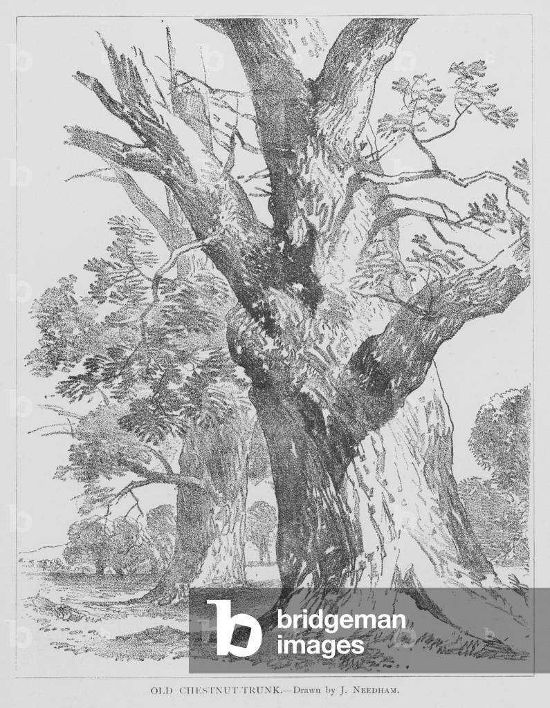 Old Chestnut-Trunk (litho)