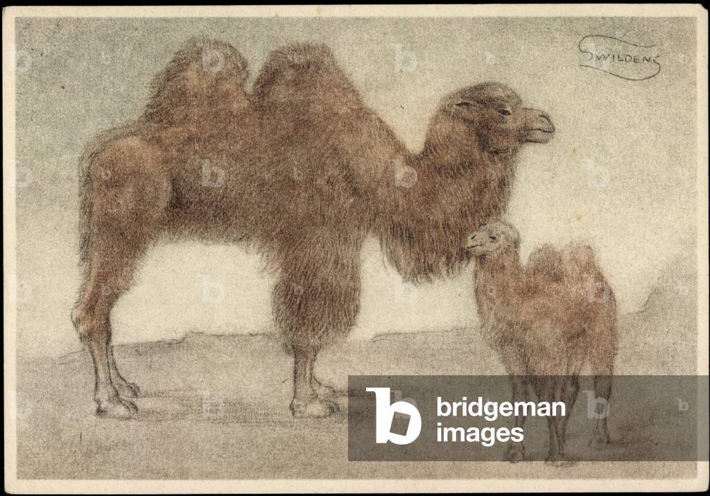 Künstler  Swildens, Zwei Kamele, Junges, Zwei Buckel