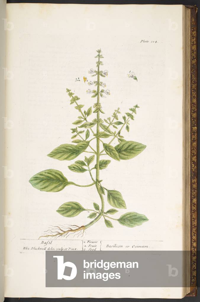 Immagine di Incisione "Piatto 104" 1737 di Elizabeth Blackwell