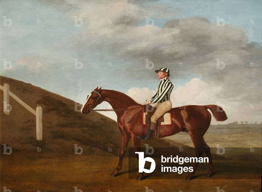 Immagine di Dipinto "Zucca" di George Stubbs