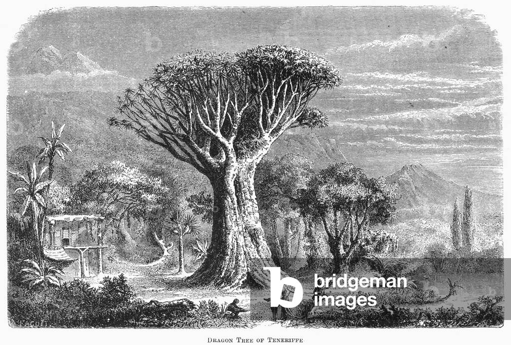 Image of BOTANIK: DRAGON TREE Drachenbaum von Teneriffa, Kanarische Inseln.  Liniengravur, 19.