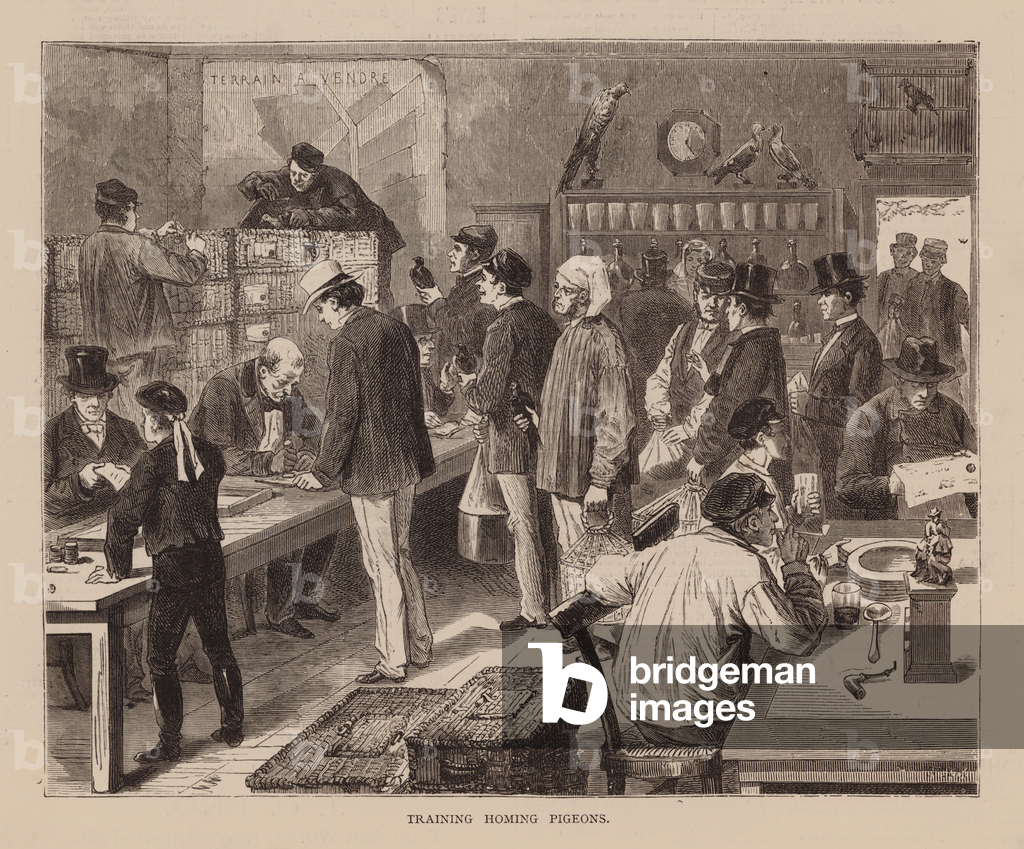 Bild von Gravur "Training Brieftauben (Gravur)" 1801 von English School