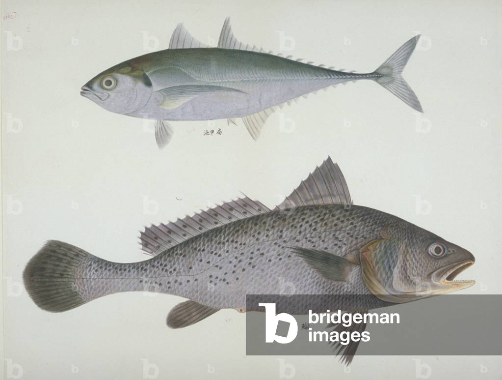 "Ciprinus auratus" 1801