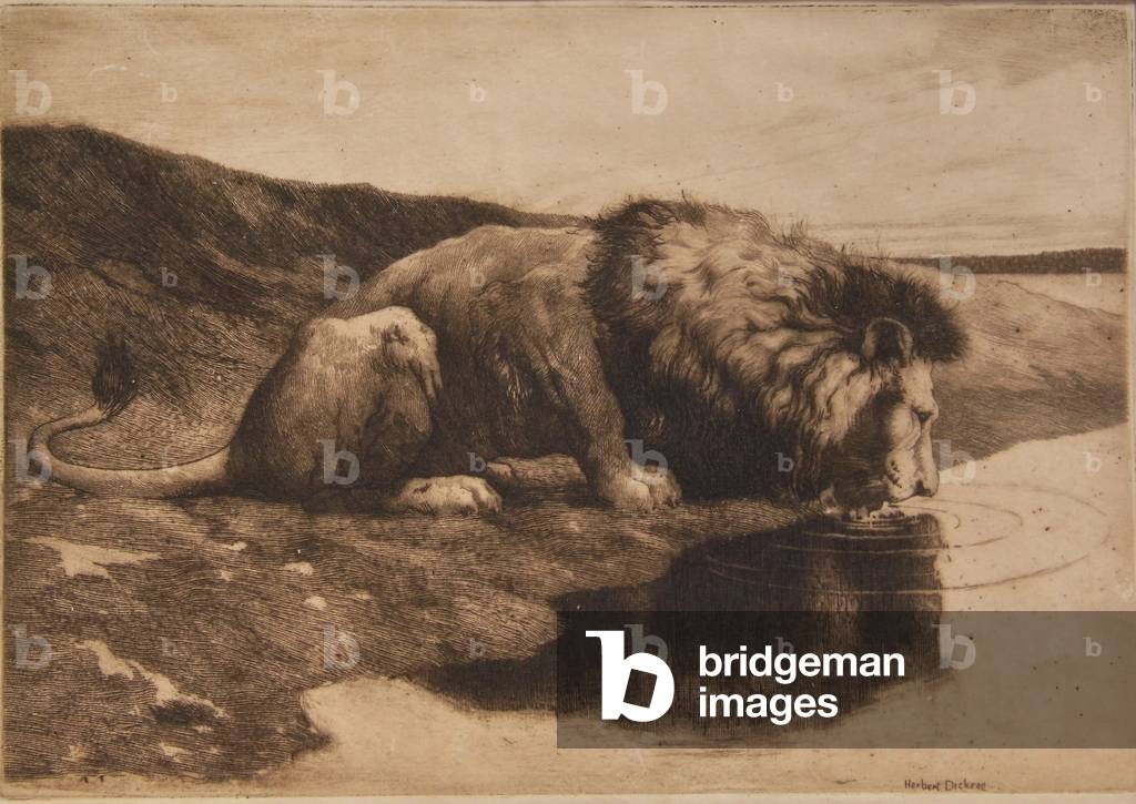 Leone Bere, c. 1890 (acquaforte)