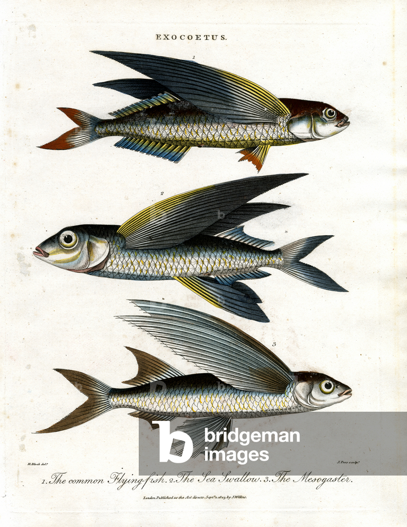 Exocoetus: Pesce volante, 1810 (stampa)