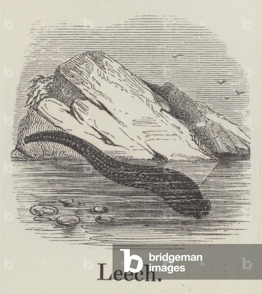 Sleech (gravure) par English School
