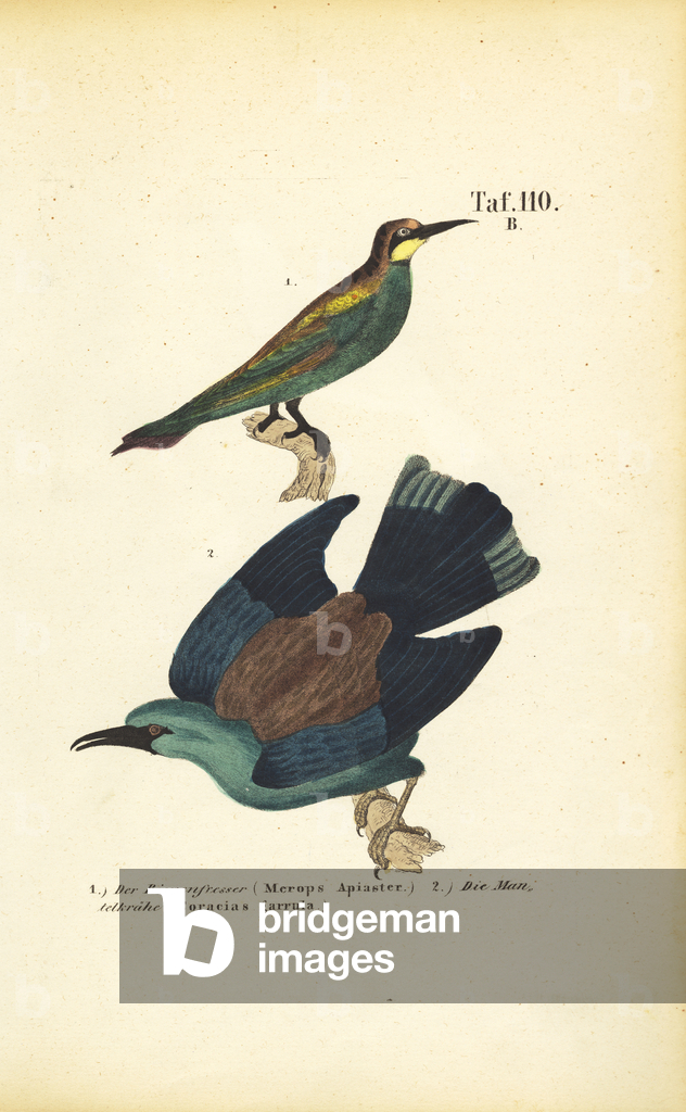 Immagine di Incisione "Gruccione europeo e rullo europeo" 1850 di J. W. Tenhaeff