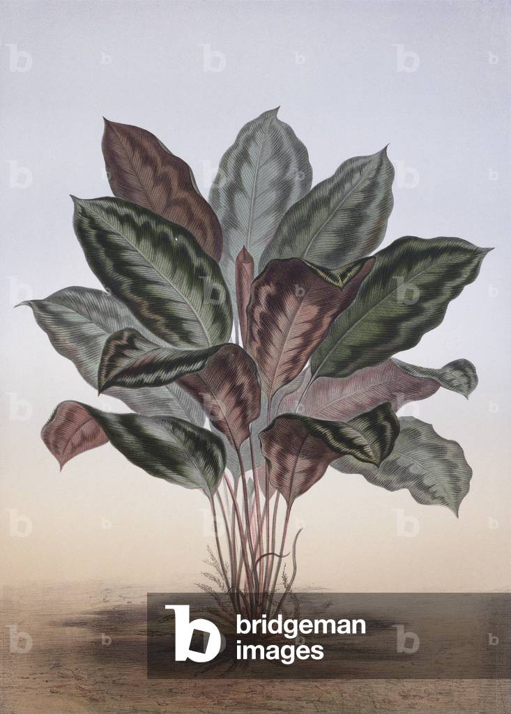 Maranta Veitchii (cromolito)