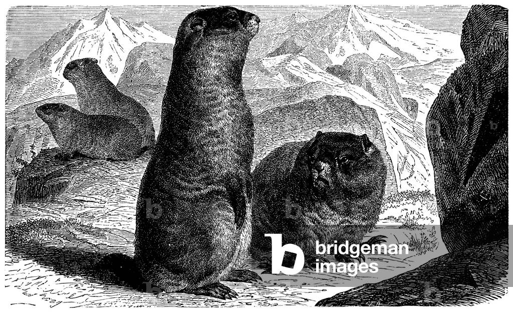 Marmotte