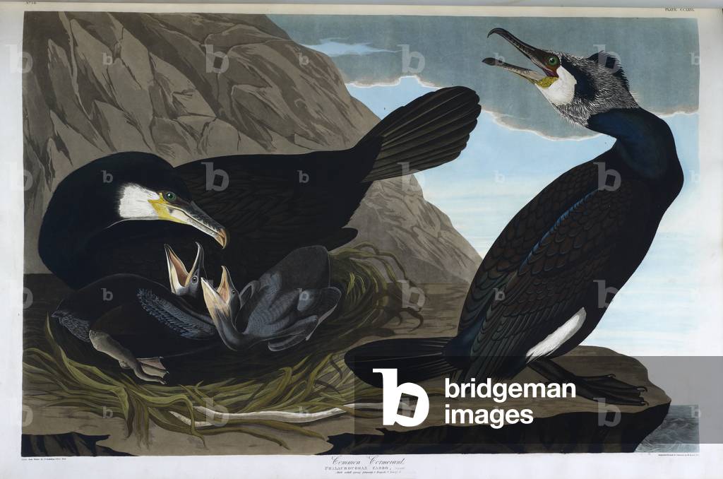 Zwei Vögel. Farbillustration von Audubon; Common Cormorant.