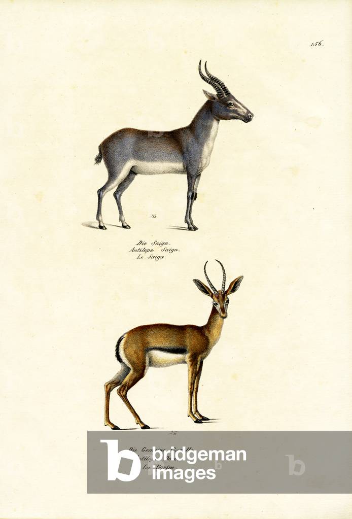 "Saiga Antelope", 1824 von Karl Joseph Brodtmann