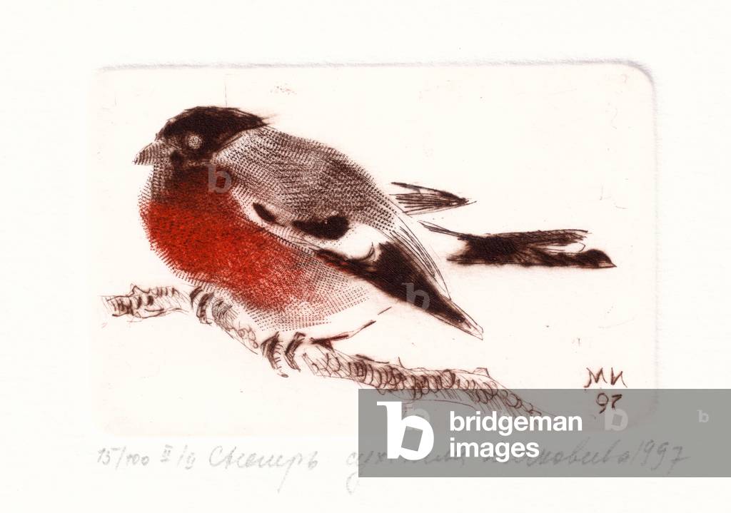 Bullfinch (Pyrrhula pyrrhula), 1997 (Trockenpunkt)