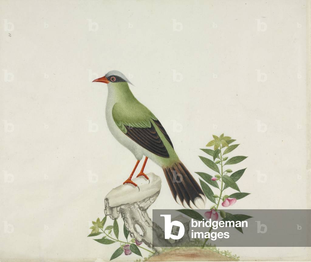 "Cissa sp." 1801