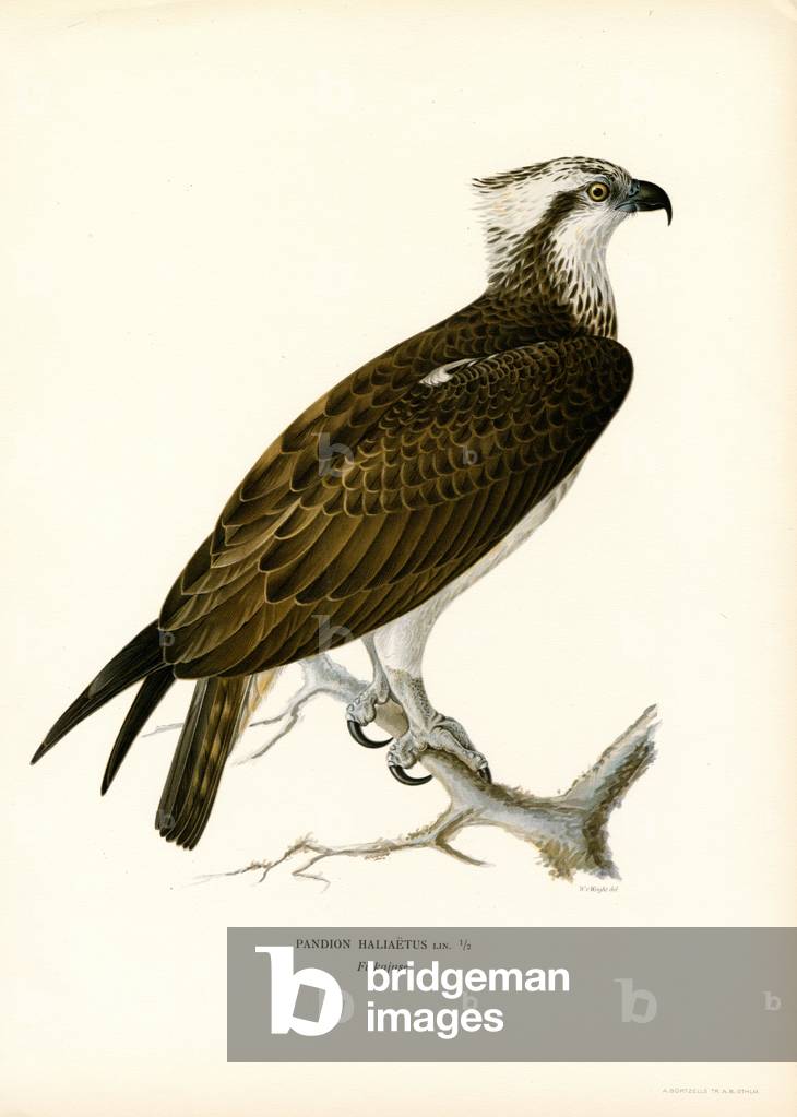Balbuzard pêcheur (couleur litho) par Ferdinand Wright