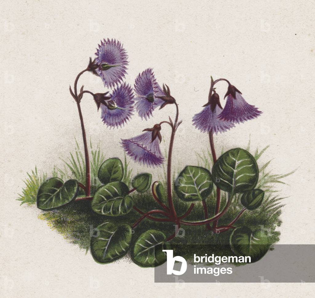 Illustration for A Dream of a Garden (colour litho) by English Artist