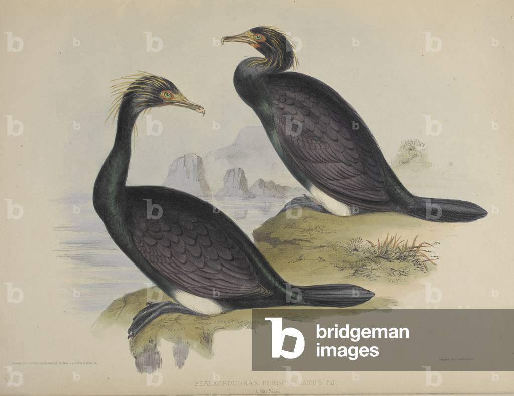 "Phalacrocorax Perspica. Spectacled cormorant."