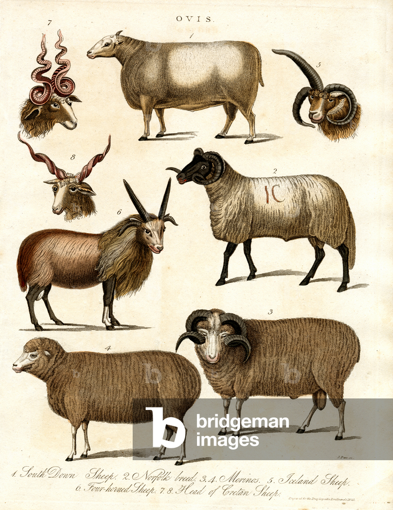 Bild von Druck "Ovis: Verschiedene Schafsrassen" 1810 von John Pass
