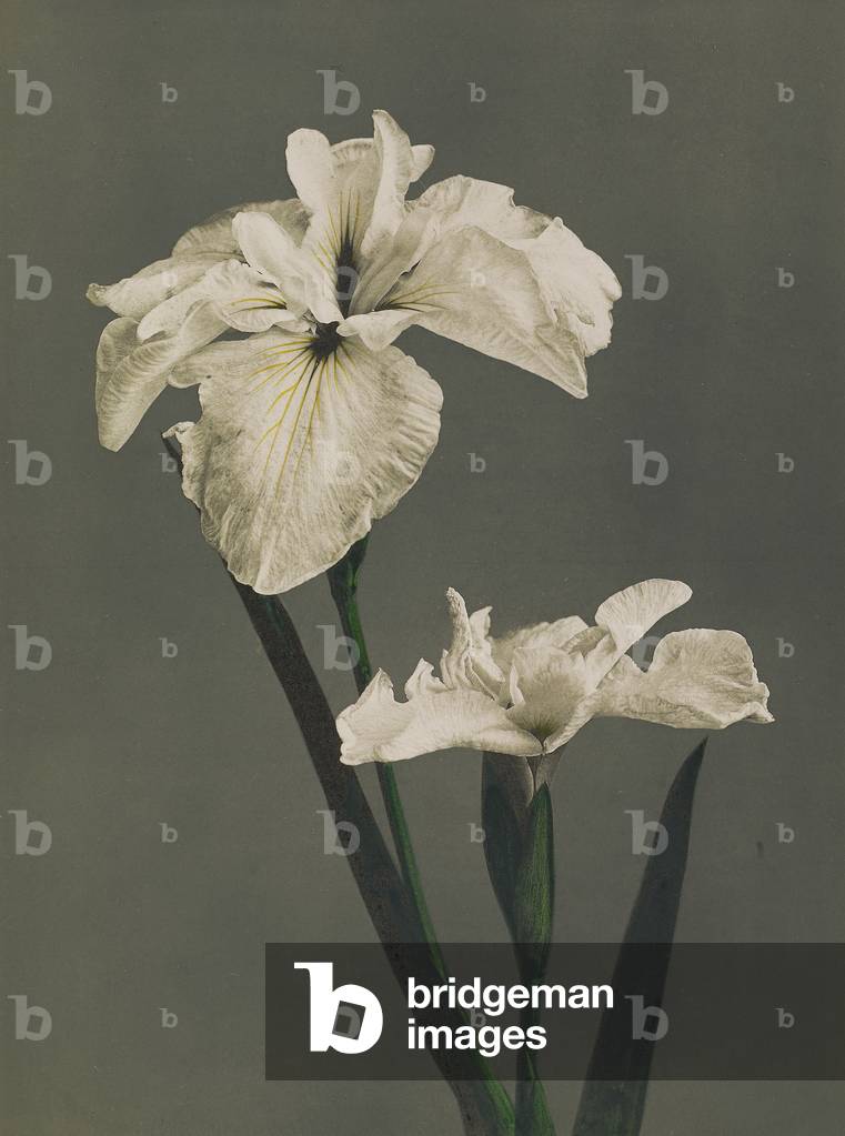 Iris Kaempferi, 1896 (handkollotypisch)