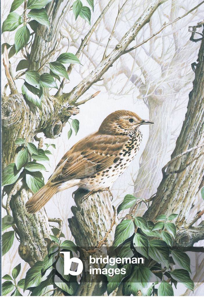 Song Thrush by Terence James Bond